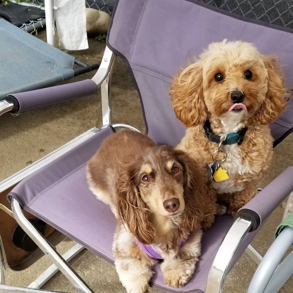 HOT DIGGITY DOG DOGGIE DAYCARE Updated April 2024 43 Photos & 10