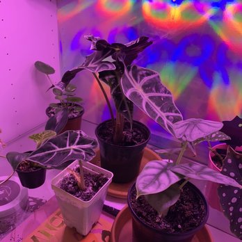 Nightshade - Alocasia Polly, Pilea Peperomia, Philodendron Birkin, Alocasia Silver Dragon - Tattoo Near Me - Seattle, Washington