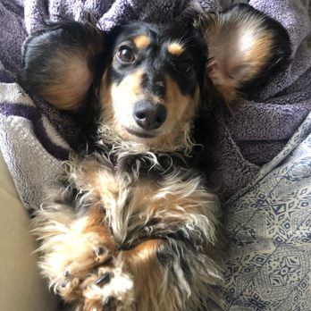 K9-Kuts - Little gremlin with her long hair / before grooming - Pet Groomers Near Me - St. Charles, Illinois