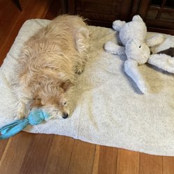 Wash 'n Zip Pet Bed - Lola loves her bed