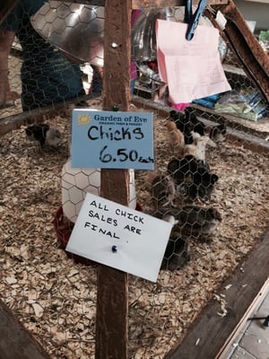 Garden of Eve Organic Farm by null