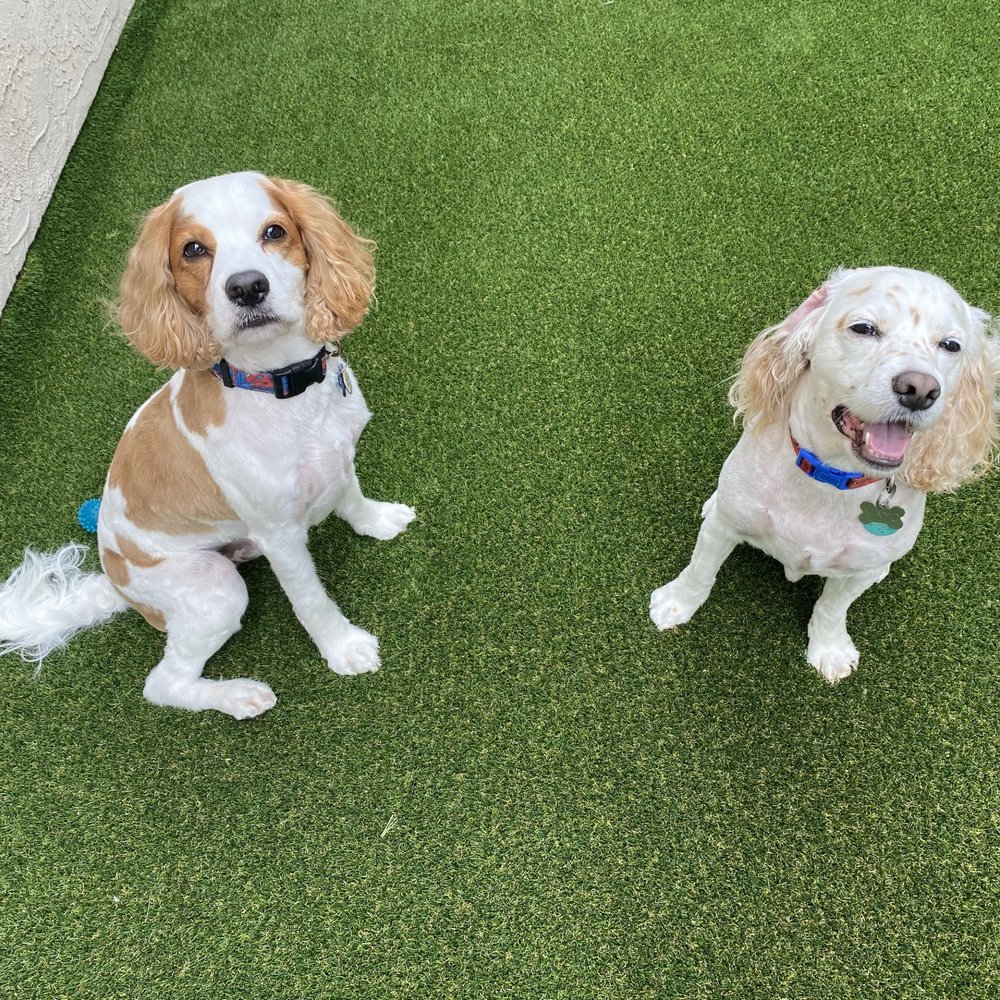 Mucky Pups - Pet Groomers Near Me - Waianae, Hawaii Mucky Pups - Pet Groomers Near Me - Waianae, Hawaii