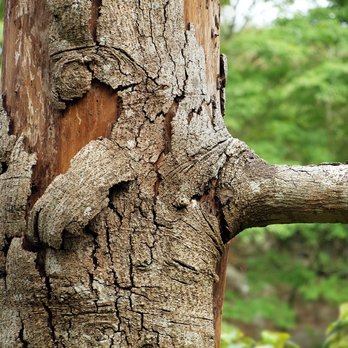 Nick Greene's Tree Service - Tree Disease - Pest Control Near Me - Hendersonville, North Carolina Nick Greene's Tree Service - Tree Disease - Pest Control Near Me - Hendersonville, North Carolina