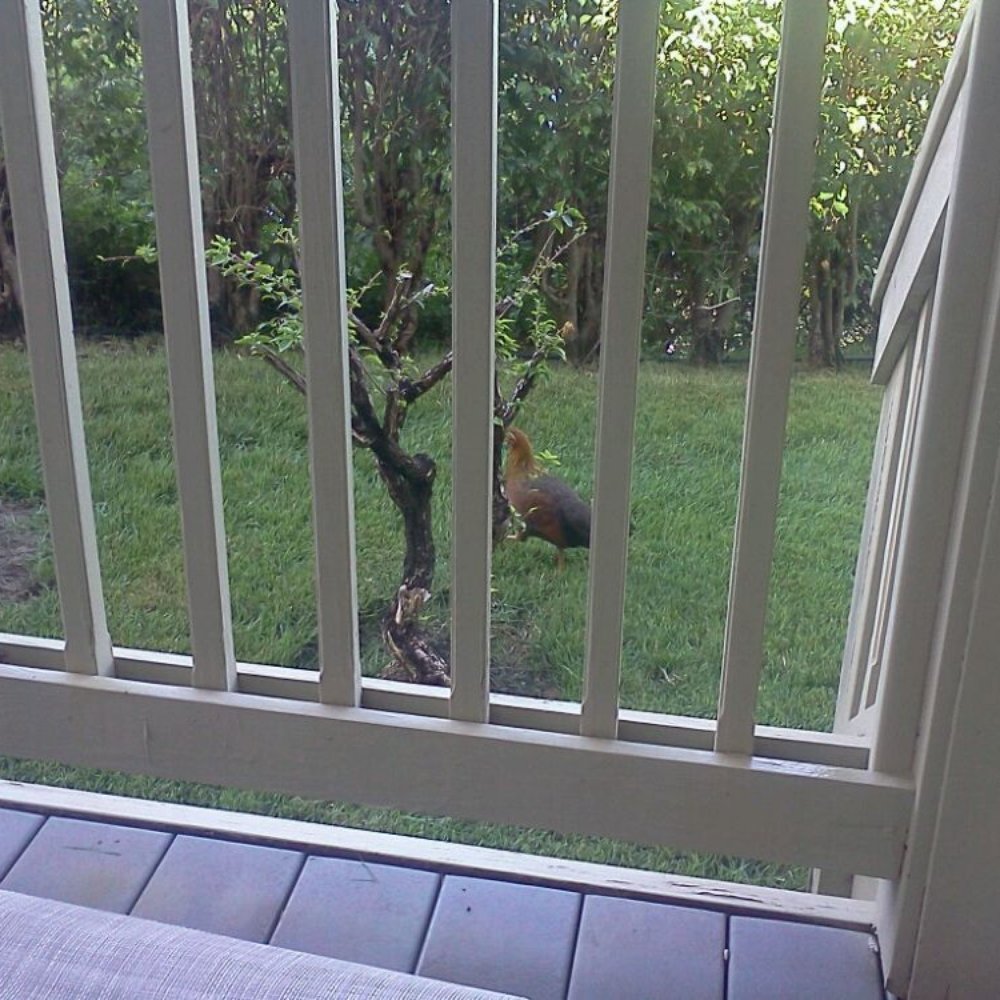 Chicken