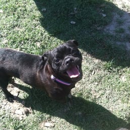 Dexter loving a day at Arbor Dog Park Dexter loving a day at Arbor Dog Park