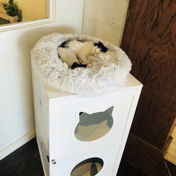 Pounce Cat Cafe - Sleeping princess - Pet Adoption Near Me - Charleston, South Carolina