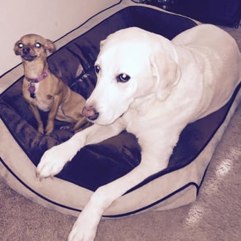 Leander Pet Care - Dog Walkers Near Me Leander Pet Care - Dog Walkers Near Me