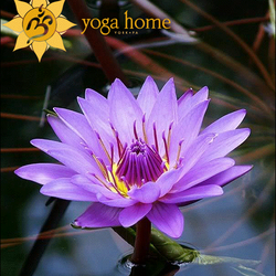 Yoga Home