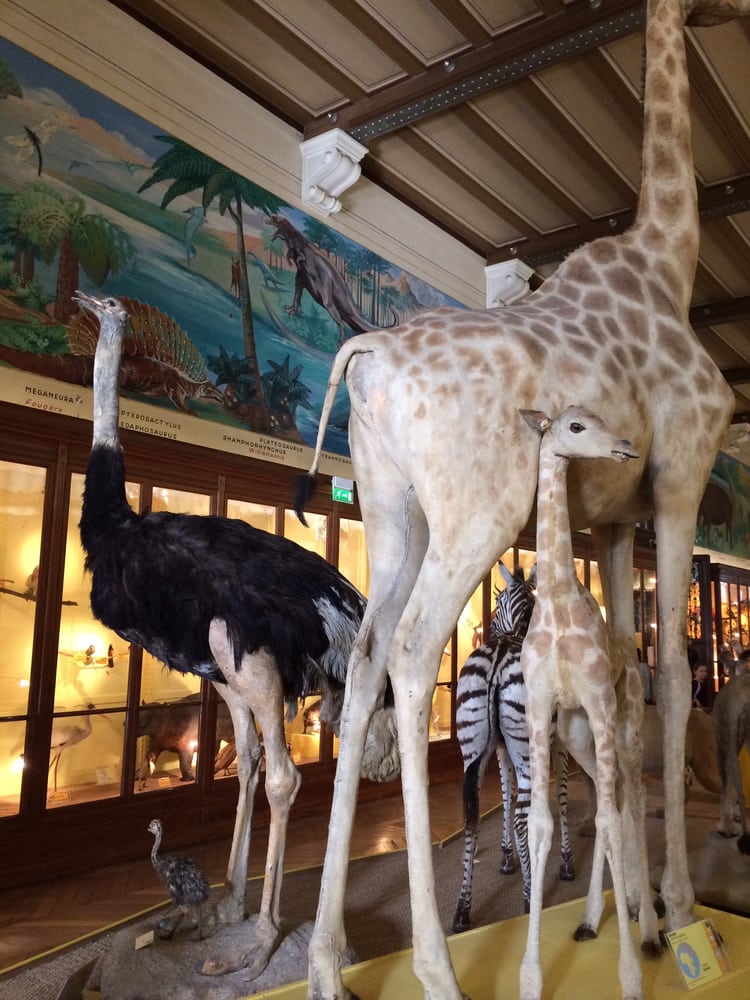 Muséum d'Histoire Naturelle