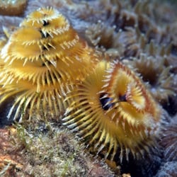 Cordova Diving - Christmas Tree Worm on the Little Coral Knoll off Tower 15