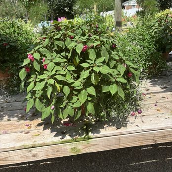 Cross Creek - Nurseries & Gardening Near Me - Richmond, Virginia Cross Creek - Nurseries & Gardening Near Me - Richmond, Virginia