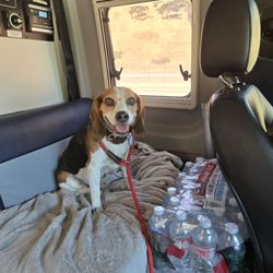 STAN Adventure Vans - We love that they are dog friendly and our dogs enjoyed Stan! The passenger window was beagle height!