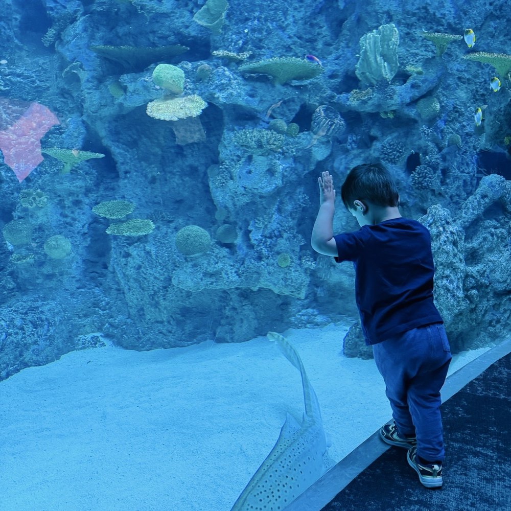 Seattle Aquarium - Looking at the fish - Aquariums Near Me - Seattle, Washington Seattle Aquarium - Looking at the fish - Aquariums Near Me - Seattle, Washington