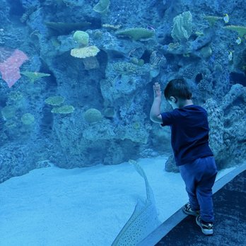 Seattle Aquarium - Looking at the fish - Aquariums Near Me - Seattle, Washington