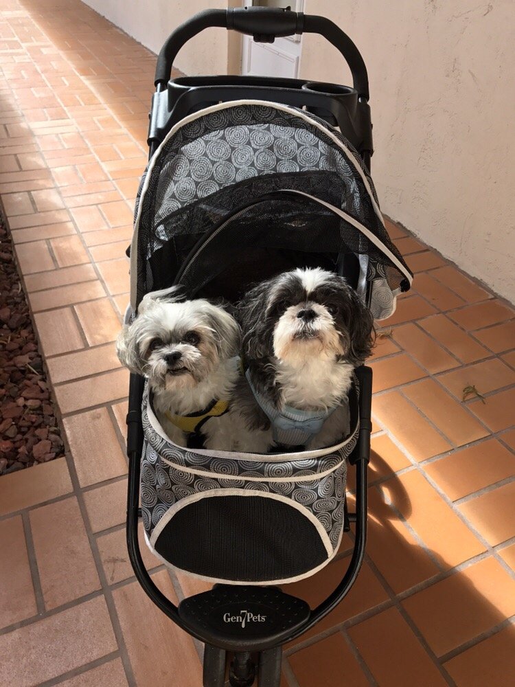Paws of Love Pet Sitting Image