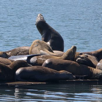 Sub Sea Tours - Rafting/Kayaking Near Me - Morro Bay, California Sub Sea Tours - Rafting/Kayaking Near Me - Morro Bay, California