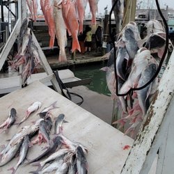 Dolphin Dock - Our fish