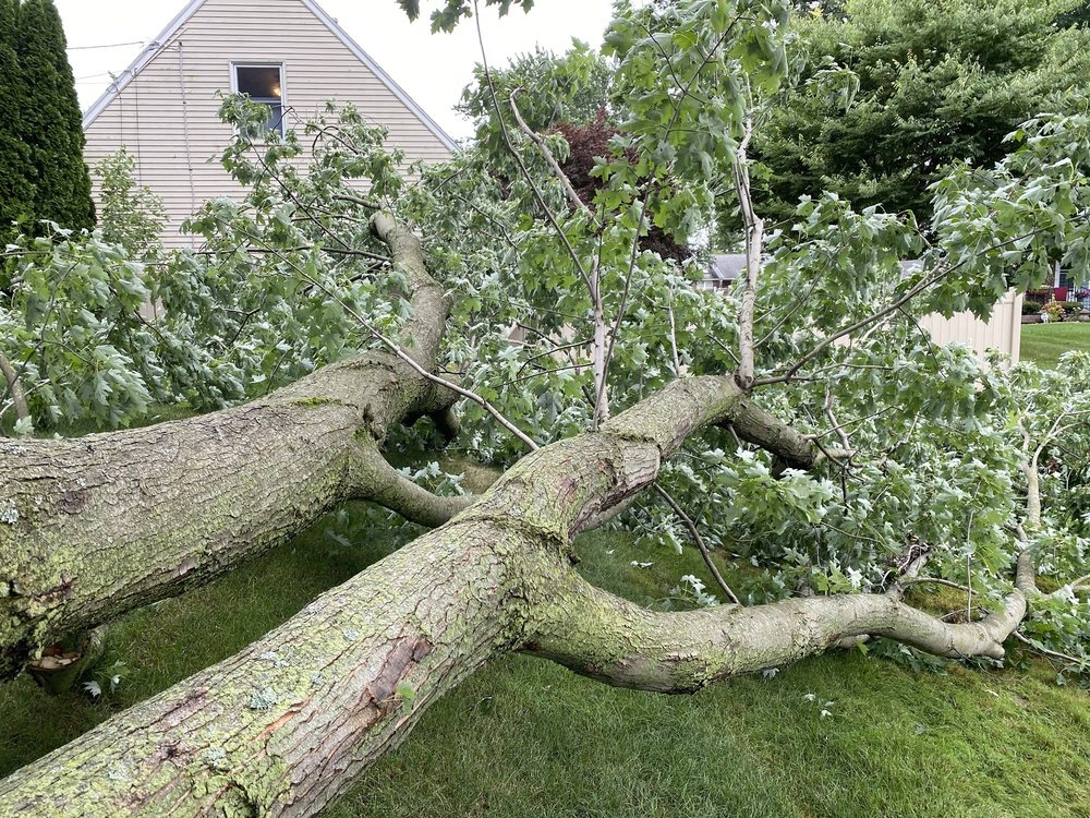 Montalbano Tree Service - tree service in Chili Center, NY