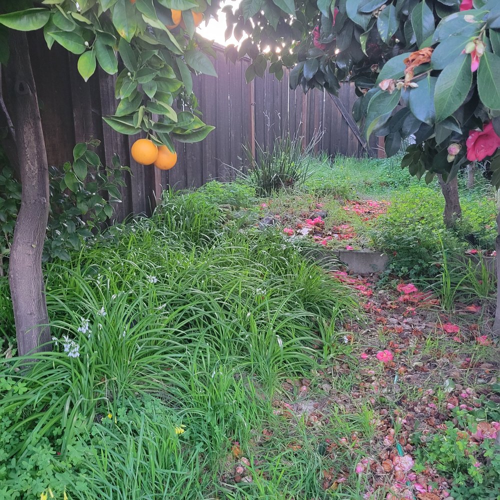 MR Landscaping - Before side yard - Landscaping Near Me - Rodeo, California