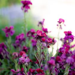 Twin Pines Nursery - Purple Wallflower