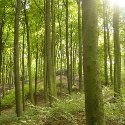 Aaper Wald