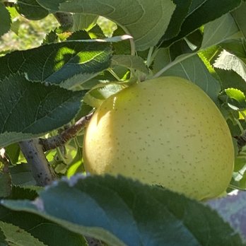 Stepp's Hillcrest Orchard - Pick Your Own Farms Near Me - Hendersonville, North Carolina Stepp's Hillcrest Orchard - Pick Your Own Farms Near Me - Hendersonville, North Carolina