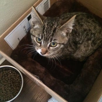 Community Concern For Cats - He was so little and so scared when we picked him up. - Animal Shelters Near Me - Walnut Creek, California Community Concern For Cats - He was so little and so scared when we picked him up. - Animal Shelters Near Me - Walnut Creek, California