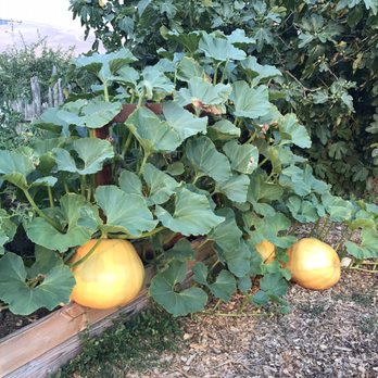 Chileno Valley Ranch - Pumpkins in the garden. - Ranches Near Me - Petaluma, California Chileno Valley Ranch - Pumpkins in the garden. - Ranches Near Me - Petaluma, California