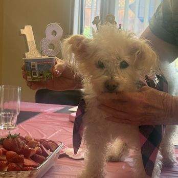 Veterinary Emergency Group - My little girl made it to 18 years old, thank you VEG for being so kind, gentle and professional. RIP Rio. - Emergency Pet Hospital Near Me - San Ramon, California
