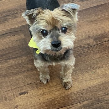 Puppy Day - Hogan and his little yellow bowtie - Pet Groomers Near Me - La Mirada, California