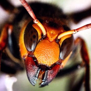 KMB Pest Management - Pest Control Near Me KMB Pest Management - Pest Control Near Me