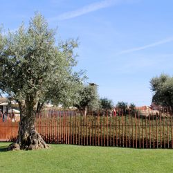 City Lovers Tours - Olive trees.