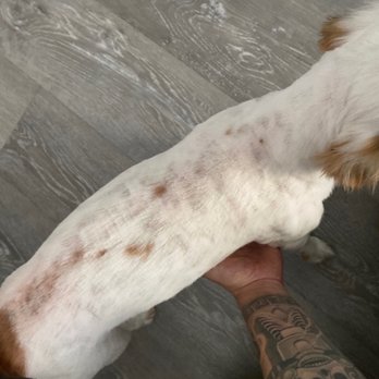 Petco - My poor dogs hair - Pet Stores Near Me - San Jose, California