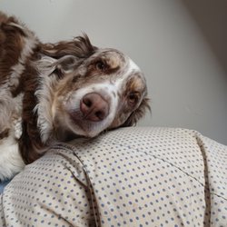 Laconia Pet Center - Lady Gwen