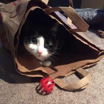 Ventura County Animal Services - What can I say, she just loves paper bags! - Animal Shelters Near Me - Camarillo, California Ventura County Animal Services - What can I say, she just loves paper bags! - Animal Shelters Near Me - Camarillo, California