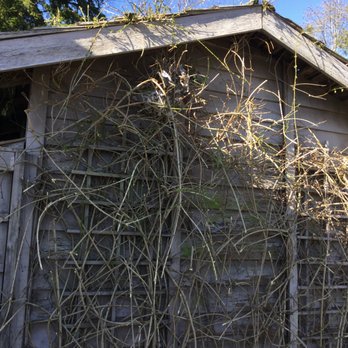 Tree Works - Hedge still growing through roof - Tree Services Near Me - Burnaby, British Columbia Tree Works - Hedge still growing through roof - Tree Services Near Me - Burnaby, British Columbia