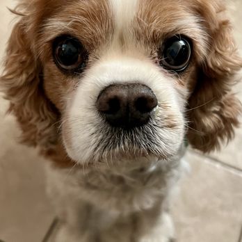 At Home, At Rest Pet Euthanasia - My sweet Meili - Veterinarians Near Me - San Jose, California