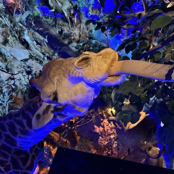 Warren Wildlife Gallery - Giraffe tongue - Museums Near Me - Austin, Texas Warren Wildlife Gallery - Giraffe tongue - Museums Near Me - Austin, Texas