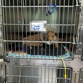 Lansdowne Animal Hospital - Mochi on IV :) saved our puppy - Veterinarians Near Me - Richmond, British Columbia Lansdowne Animal Hospital - Mochi on IV :) saved our puppy - Veterinarians Near Me - Richmond, British Columbia