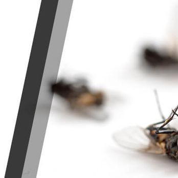 Clifford Exterminating - Clifford Exterminating - Pest Control Near Me Clifford Exterminating - Clifford Exterminating - Pest Control Near Me