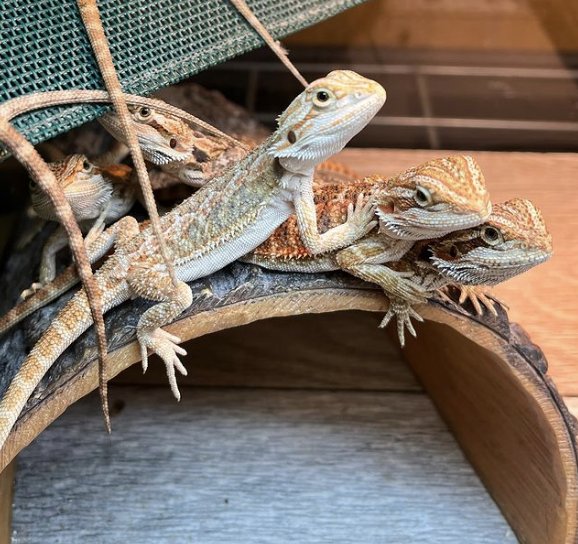 Jays Exotic Reptiles And Plants - reptile breeding in Philadelphia, PA