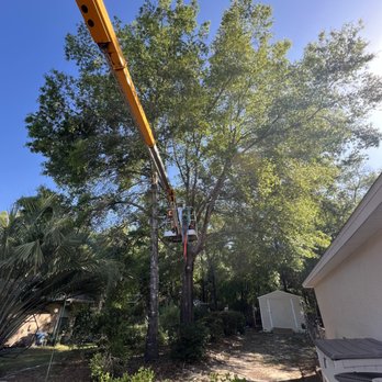 J&T Land and Tree - Water Oak removal amongst 2 homes - Tree Services Near Me - Dunnellon, Florida J&T Land and Tree - Water Oak removal amongst 2 homes - Tree Services Near Me - Dunnellon, Florida