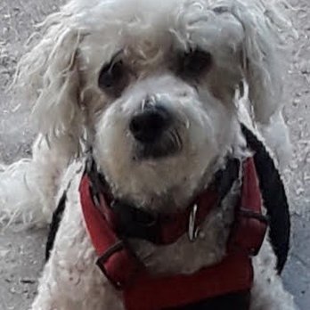 Sarasota Pet Crematory - This I'd my sweet Izzy passed away 6/2/24 at 19 yrs old - Pet Cremation Services Near Me - Sarasota, Florida Sarasota Pet Crematory - This I'd my sweet Izzy passed away 6/2/24 at 19 yrs old - Pet Cremation Services Near Me - Sarasota, Florida