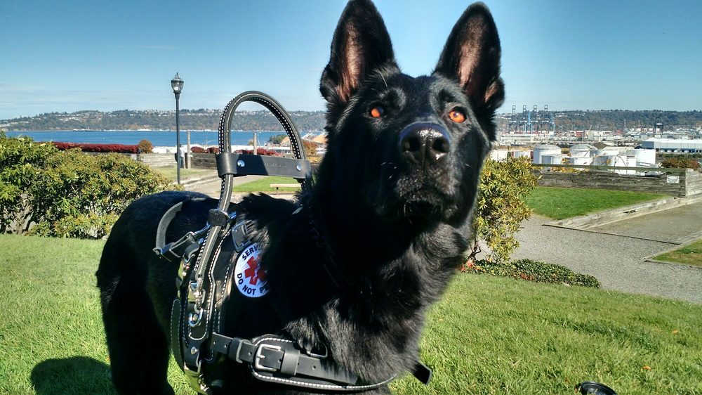 EXCELON KENNELS Updated August 2024 Shelton, Washington Pet Training Phone Number Yelp