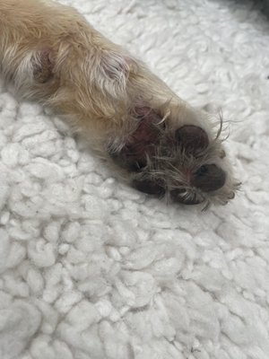 Citydog! Club by null