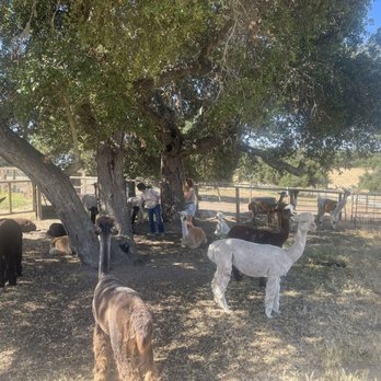 Zaca Creek Ranch - Ranches Near Me Zaca Creek Ranch - Ranches Near Me