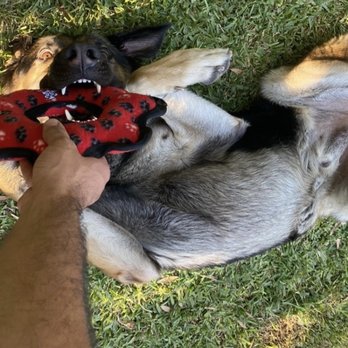 Petco - He loves his new gear toy that we bought at Petco!! - Pet Stores Near Me - La Habra, California Petco - He loves his new gear toy that we bought at Petco!! - Pet Stores Near Me - La Habra, California