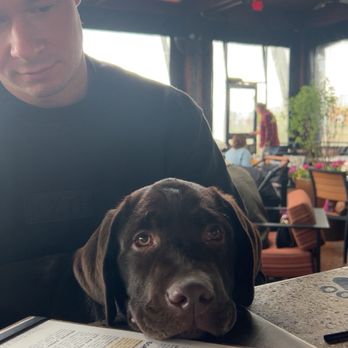 Lazy Dog Restaurant & Bar - Dog friendly patio - Comfort Food Near Me - Naperville, Illinois Lazy Dog Restaurant & Bar - Dog friendly patio - Comfort Food Near Me - Naperville, Illinois