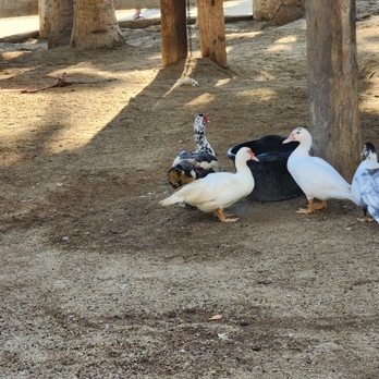 Bonanza - Ducks on the farm - Horseback Riding Near Me - San José del Cabo, BCS