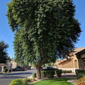 Aachen Tree Service - Sissoo Tree - before - Tree Services Near Me - Chandler, Arizona Aachen Tree Service - Sissoo Tree - before - Tree Services Near Me - Chandler, Arizona